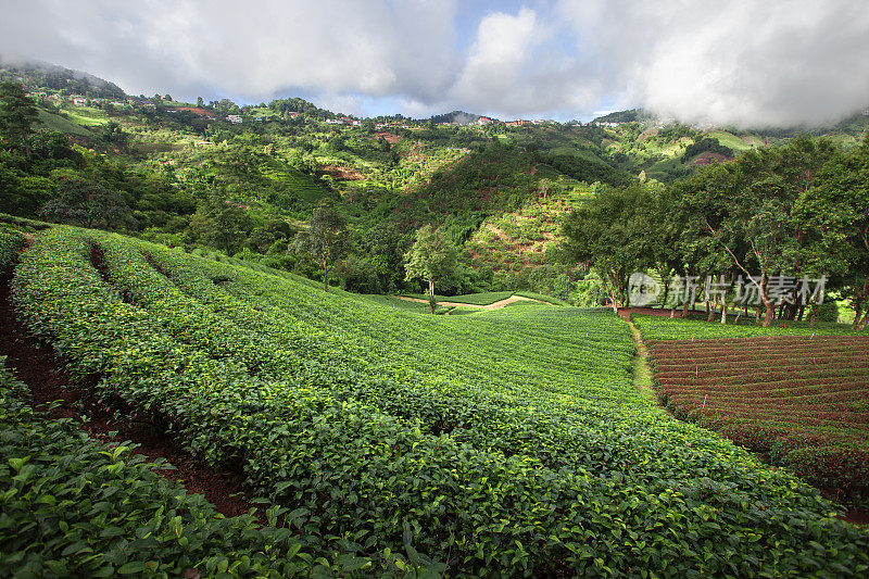 早上在泰国清莱的Doi Mae Salong茶园的美丽风景